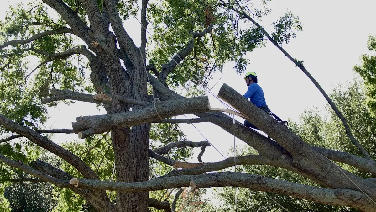 Professional Hazardous Tree Removal performed by certified arborists in Quicksburg