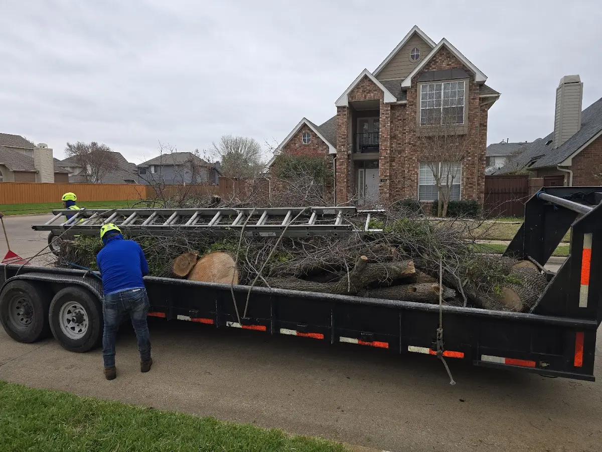 Expert Deadwooding with proper safety equipment in Quicksburg